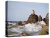 California Sea Lion-DLILLC-Stretched Canvas
