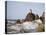 California Sea Lion-DLILLC-Stretched Canvas