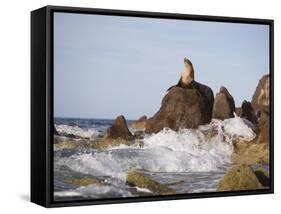 California Sea Lion-DLILLC-Framed Stretched Canvas