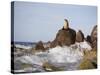 California Sea Lion-DLILLC-Stretched Canvas