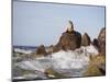 California Sea Lion-DLILLC-Mounted Premium Photographic Print