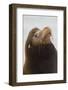 California Sea Lion-Ken Archer-Framed Photographic Print