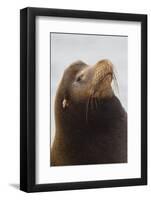 California Sea Lion-Ken Archer-Framed Photographic Print