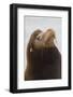 California Sea Lion-Ken Archer-Framed Photographic Print