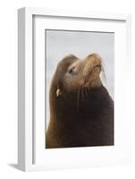 California Sea Lion-Ken Archer-Framed Photographic Print