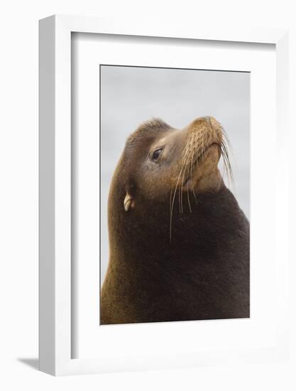 California Sea Lion-Ken Archer-Framed Photographic Print