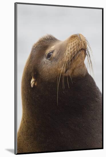 California Sea Lion-Ken Archer-Mounted Photographic Print