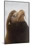 California Sea Lion-Ken Archer-Mounted Photographic Print