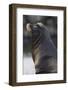 California Sea Lion-Ken Archer-Framed Photographic Print