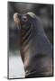 California Sea Lion-Ken Archer-Mounted Photographic Print