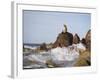 California Sea Lion-DLILLC-Framed Photographic Print