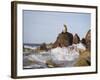 California Sea Lion-DLILLC-Framed Photographic Print