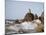 California Sea Lion-DLILLC-Mounted Photographic Print
