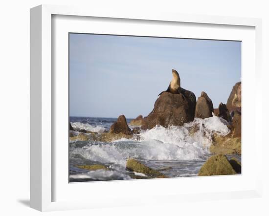 California Sea Lion-DLILLC-Framed Photographic Print