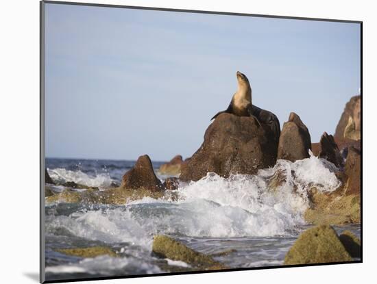 California Sea Lion-DLILLC-Mounted Photographic Print