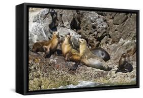 California Sea Lions, Los Islotes, Baja California Sur, Gulf of California, Mexico-Michael Nolan-Framed Stretched Canvas