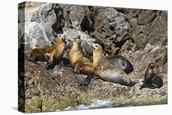 California Sea Lions, Los Islotes, Baja California Sur, Gulf of California, Mexico-Michael Nolan-Stretched Canvas