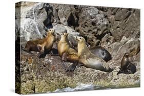 California Sea Lions, Los Islotes, Baja California Sur, Gulf of California, Mexico-Michael Nolan-Stretched Canvas