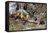 California Sea Lions, Los Islotes, Baja California Sur, Gulf of California, Mexico-Michael Nolan-Framed Stretched Canvas