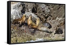 California Sea Lions, Los Islotes, Baja California Sur, Gulf of California, Mexico-Michael Nolan-Framed Stretched Canvas