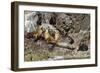 California Sea Lions, Los Islotes, Baja California Sur, Gulf of California, Mexico-Michael Nolan-Framed Photographic Print