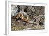 California Sea Lions, Los Islotes, Baja California Sur, Gulf of California, Mexico-Michael Nolan-Framed Photographic Print