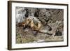 California Sea Lions, Los Islotes, Baja California Sur, Gulf of California, Mexico-Michael Nolan-Framed Photographic Print