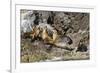 California Sea Lions, Los Islotes, Baja California Sur, Gulf of California, Mexico-Michael Nolan-Framed Photographic Print