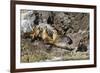 California Sea Lions, Los Islotes, Baja California Sur, Gulf of California, Mexico-Michael Nolan-Framed Photographic Print