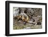 California Sea Lions, Los Islotes, Baja California Sur, Gulf of California, Mexico-Michael Nolan-Framed Premium Photographic Print