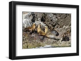 California Sea Lions, Los Islotes, Baja California Sur, Gulf of California, Mexico-Michael Nolan-Framed Photographic Print