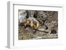 California Sea Lions, Los Islotes, Baja California Sur, Gulf of California, Mexico-Michael Nolan-Framed Photographic Print