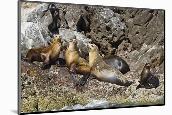 California Sea Lions, Los Islotes, Baja California Sur, Gulf of California, Mexico-Michael Nolan-Mounted Photographic Print