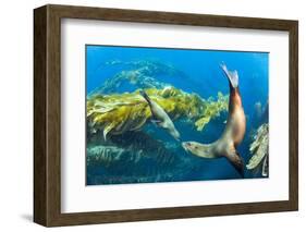 California sea lions playing in a kelp forest off Santa Barbara Island, California, USA-David Fleetham-Framed Photographic Print