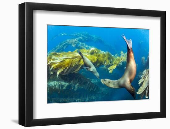 California sea lions playing in a kelp forest off Santa Barbara Island, California, USA-David Fleetham-Framed Photographic Print