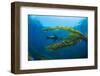 California sea lions playing in a kelp forest off Santa Barbara Island, California, USA-David Fleetham-Framed Photographic Print