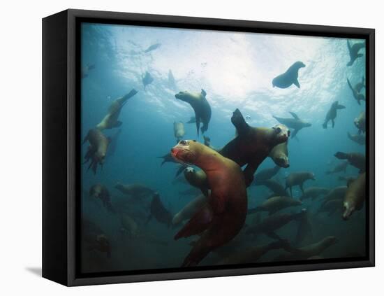 California Sea Lions  Swimming Underwater Off Anacapa Island.-Ian Shive-Framed Stretched Canvas