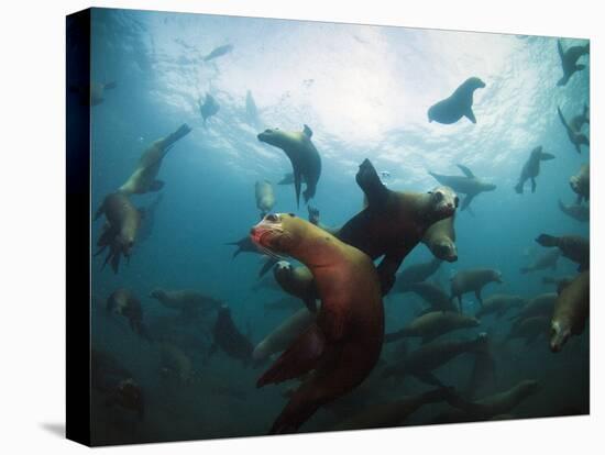 California Sea Lions  Swimming Underwater Off Anacapa Island.-Ian Shive-Stretched Canvas