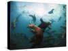 California Sea Lions  Swimming Underwater Off Anacapa Island.-Ian Shive-Stretched Canvas