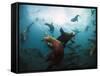 California Sea Lions  Swimming Underwater Off Anacapa Island.-Ian Shive-Framed Stretched Canvas