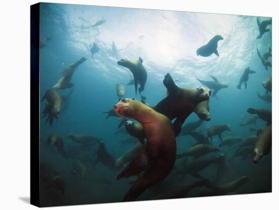 California Sea Lions  Swimming Underwater Off Anacapa Island.-Ian Shive-Stretched Canvas