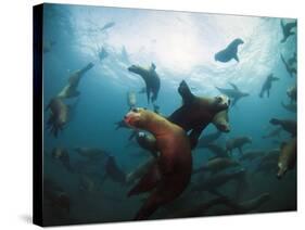 California Sea Lions  Swimming Underwater Off Anacapa Island.-Ian Shive-Stretched Canvas