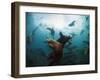 California Sea Lions  Swimming Underwater Off Anacapa Island.-Ian Shive-Framed Premium Photographic Print