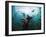 California Sea Lions  Swimming Underwater Off Anacapa Island.-Ian Shive-Framed Premium Photographic Print