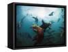 California Sea Lions  Swimming Underwater Off Anacapa Island.-Ian Shive-Framed Stretched Canvas