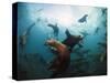 California Sea Lions  Swimming Underwater Off Anacapa Island.-Ian Shive-Stretched Canvas