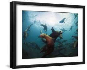 California Sea Lions  Swimming Underwater Off Anacapa Island.-Ian Shive-Framed Photographic Print