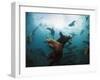 California Sea Lions  Swimming Underwater Off Anacapa Island.-Ian Shive-Framed Photographic Print