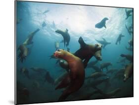 California Sea Lions  Swimming Underwater Off Anacapa Island.-Ian Shive-Mounted Photographic Print