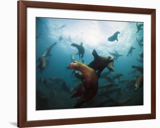 California Sea Lions  Swimming Underwater Off Anacapa Island.-Ian Shive-Framed Photographic Print